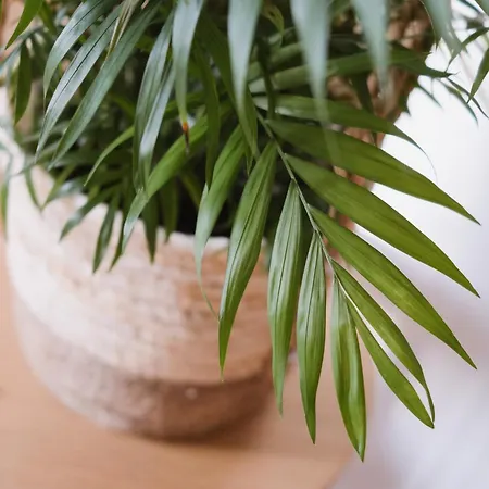 Apartment Boho Haven *
